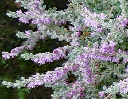Calluna  &#39;Potosi Silver&#39;