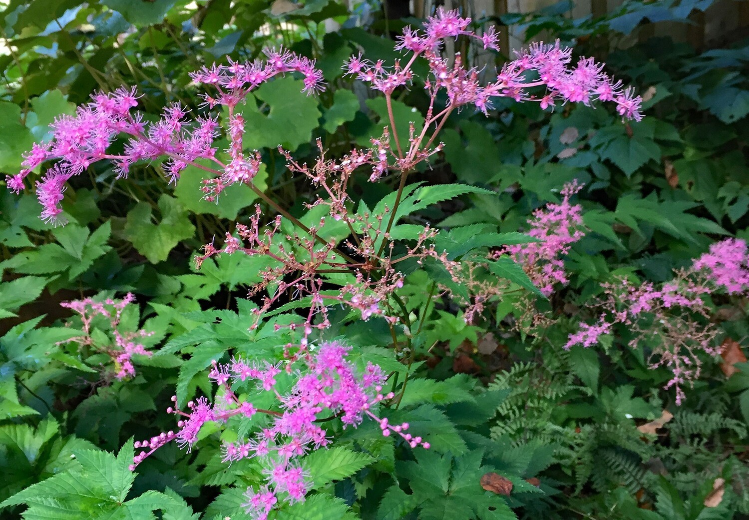Filipendula palmata nana