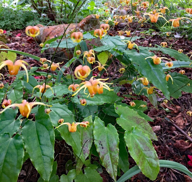 Epimedium &#39;Amber Queen&#39;