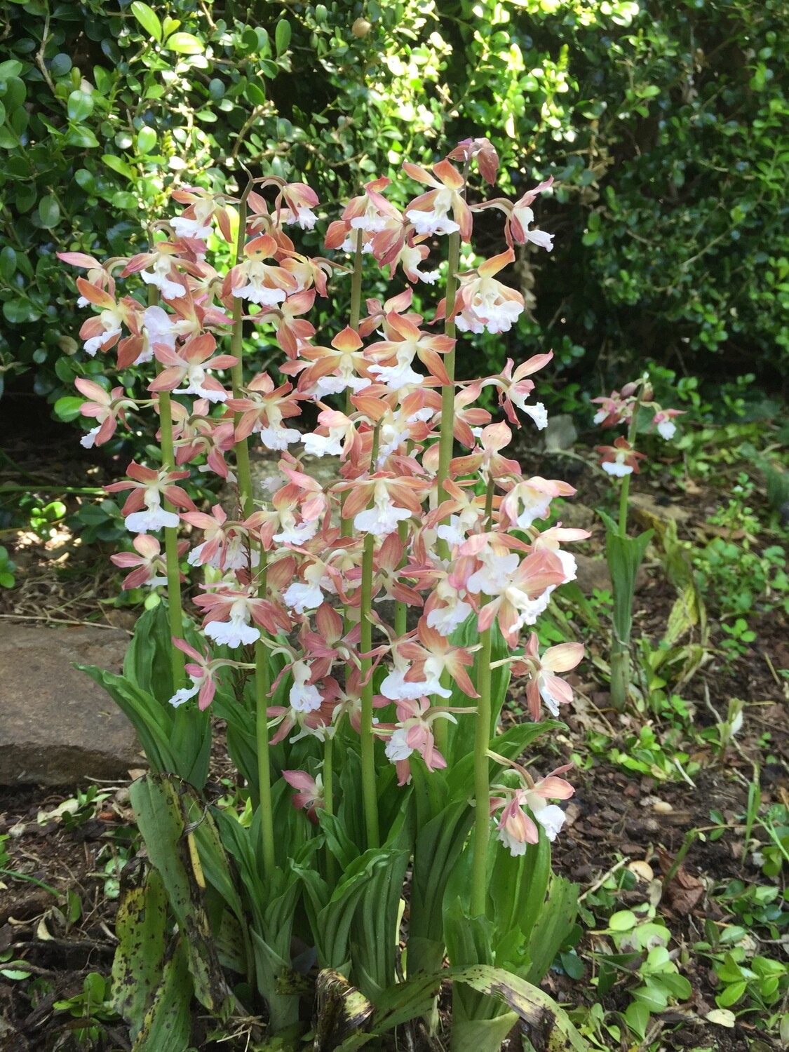 Calanthe Takane Hybrid 10/023 1 - 2 Years to Flowering