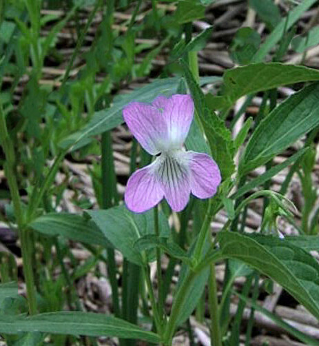 Viola elatior