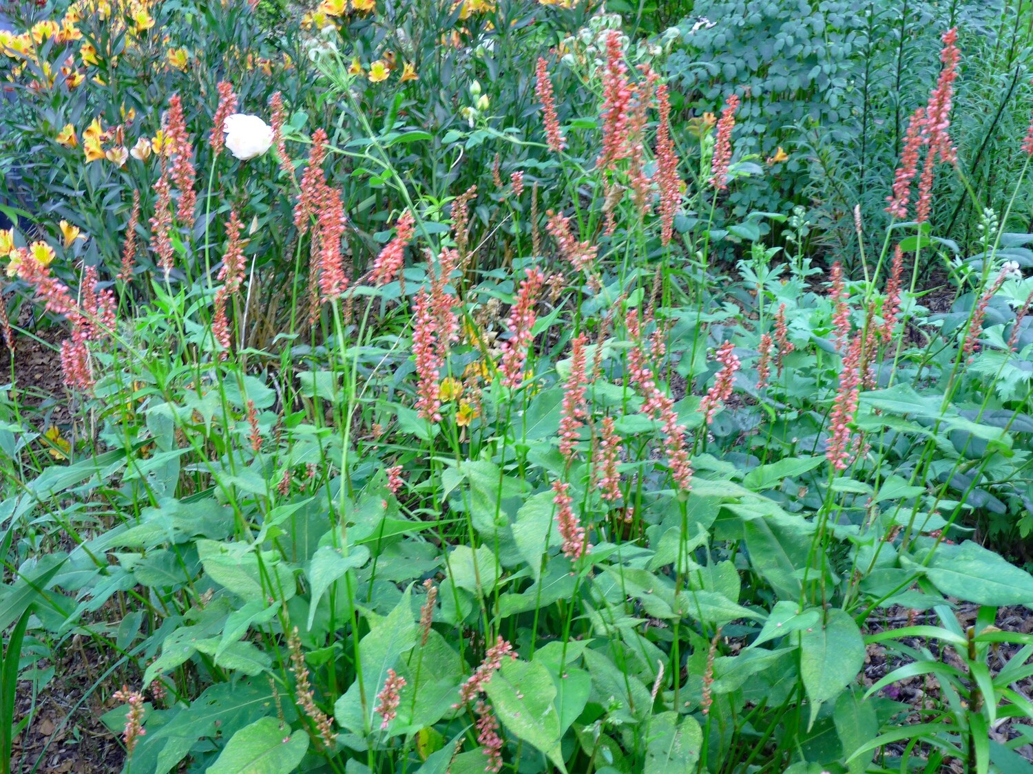 Persicaria amplexicaulis &#39;Orange Fields&#39;