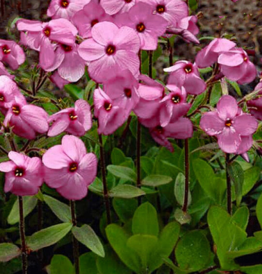 Phlox stolonifera  &#39;Home Fires&#39;