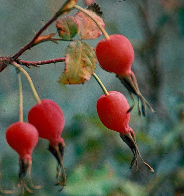 Rosa acicularis &#39;Alba&#39;