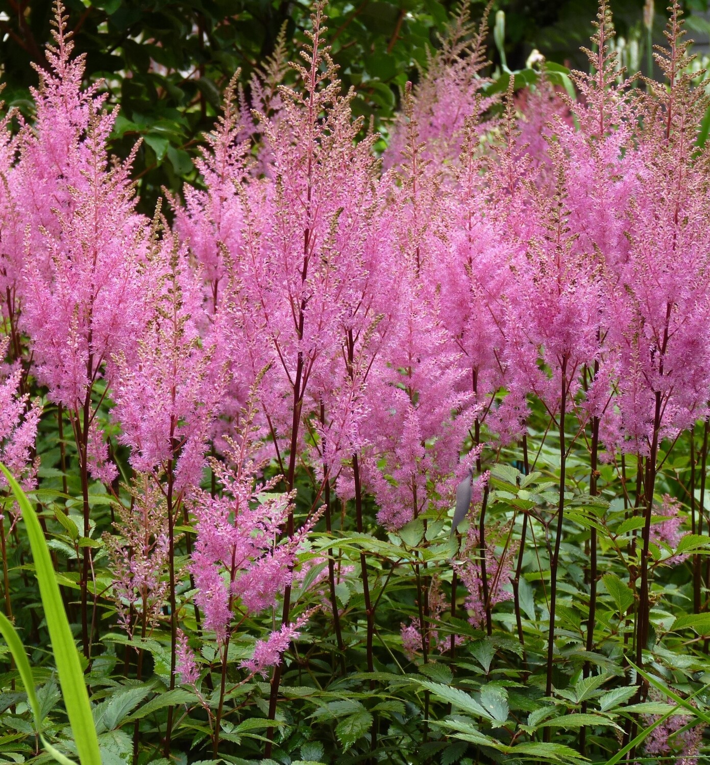 Astilbe purpurkerz