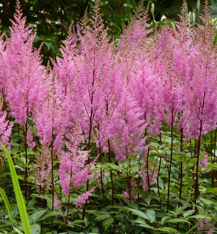 Astilbe purpurkerz