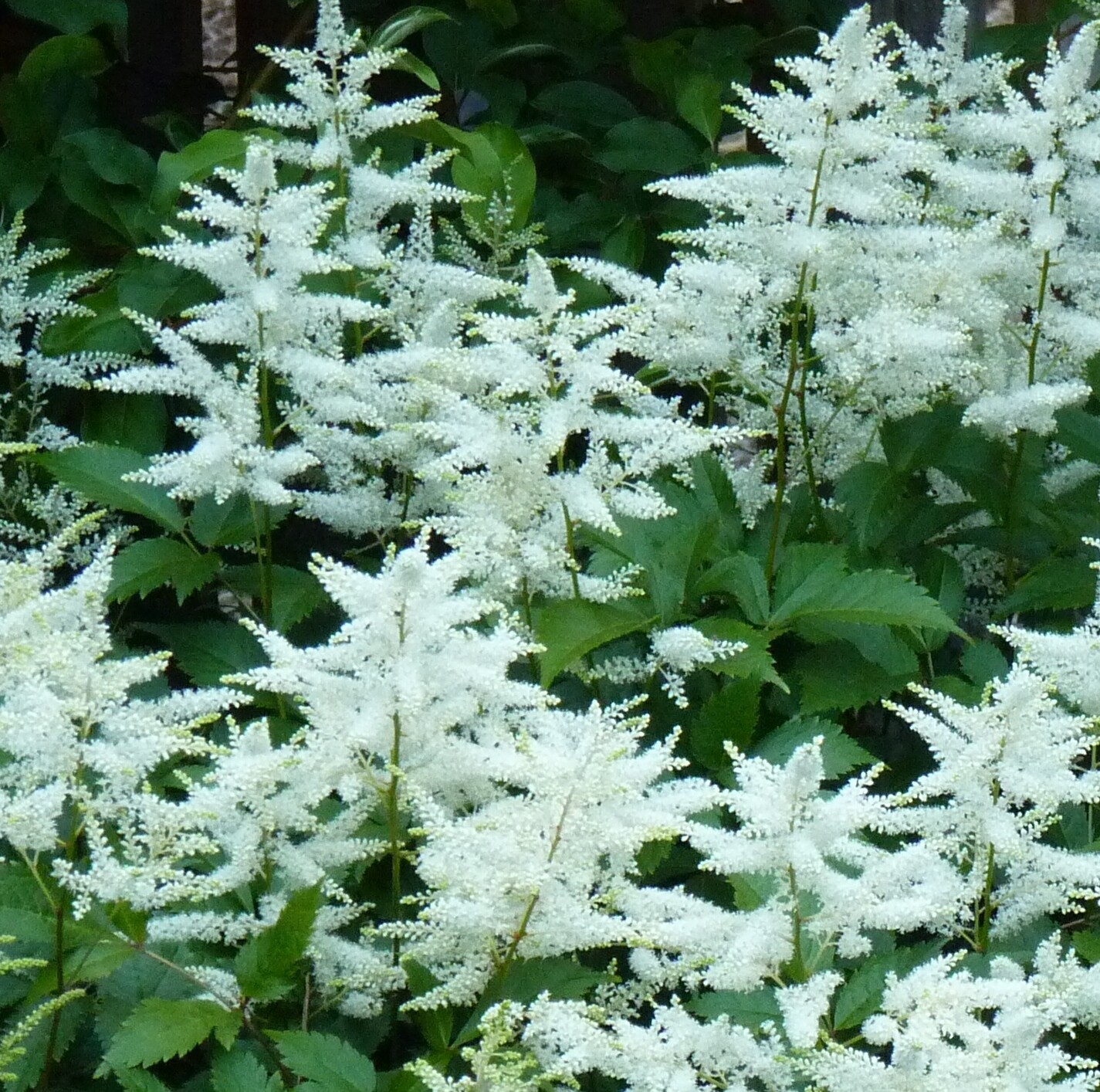 Astilbe Hybrid Pure White