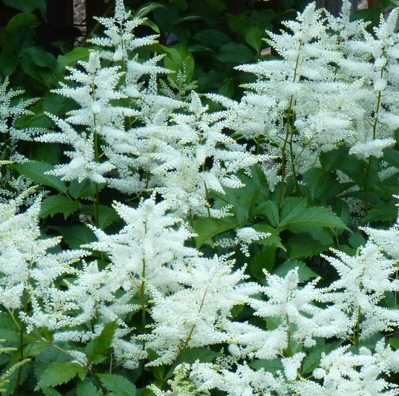 Astilbe Hybrid Pure White