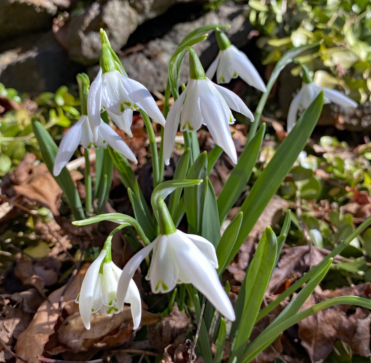 Galanthus &#39;Lady Beatrix Stanley&#39;