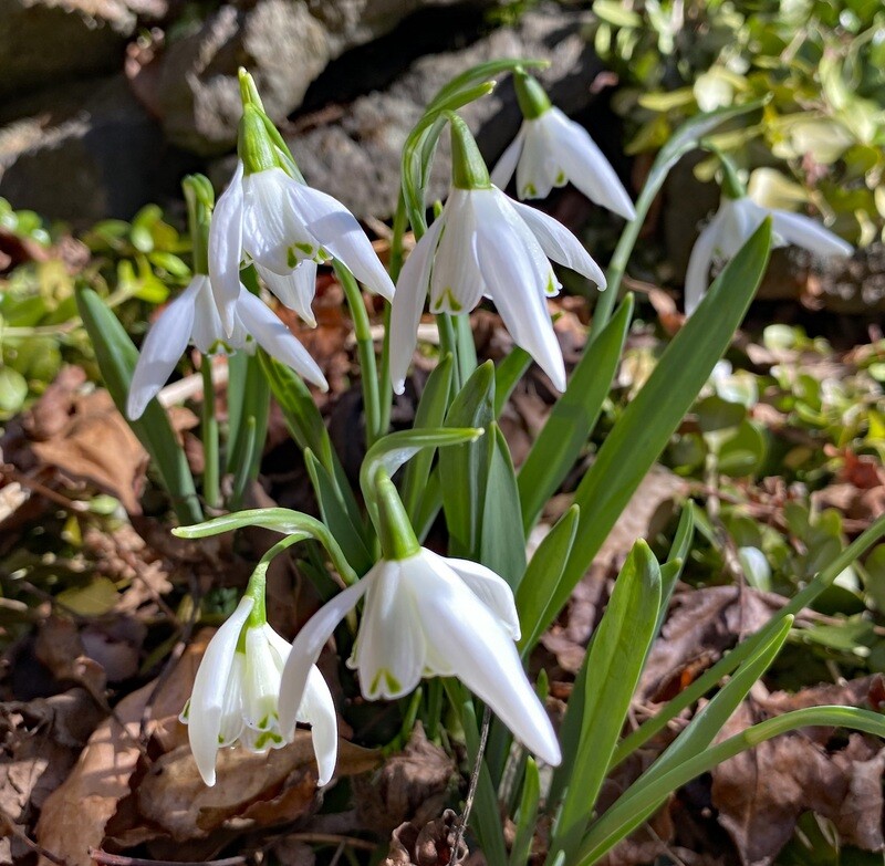 Galanthus 'Lady Beatrix Stanley'
