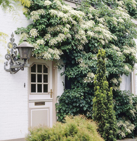 Hydrangea petiolaris