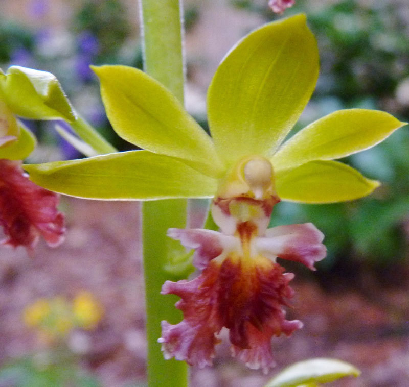 Calanthe tricarinata (2 years to flowering)