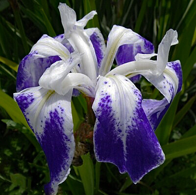Iris laevigata  &#39;Colchesterensis&#39;