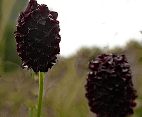 Sanguisorba officinalis Deep Burgandy Black Form