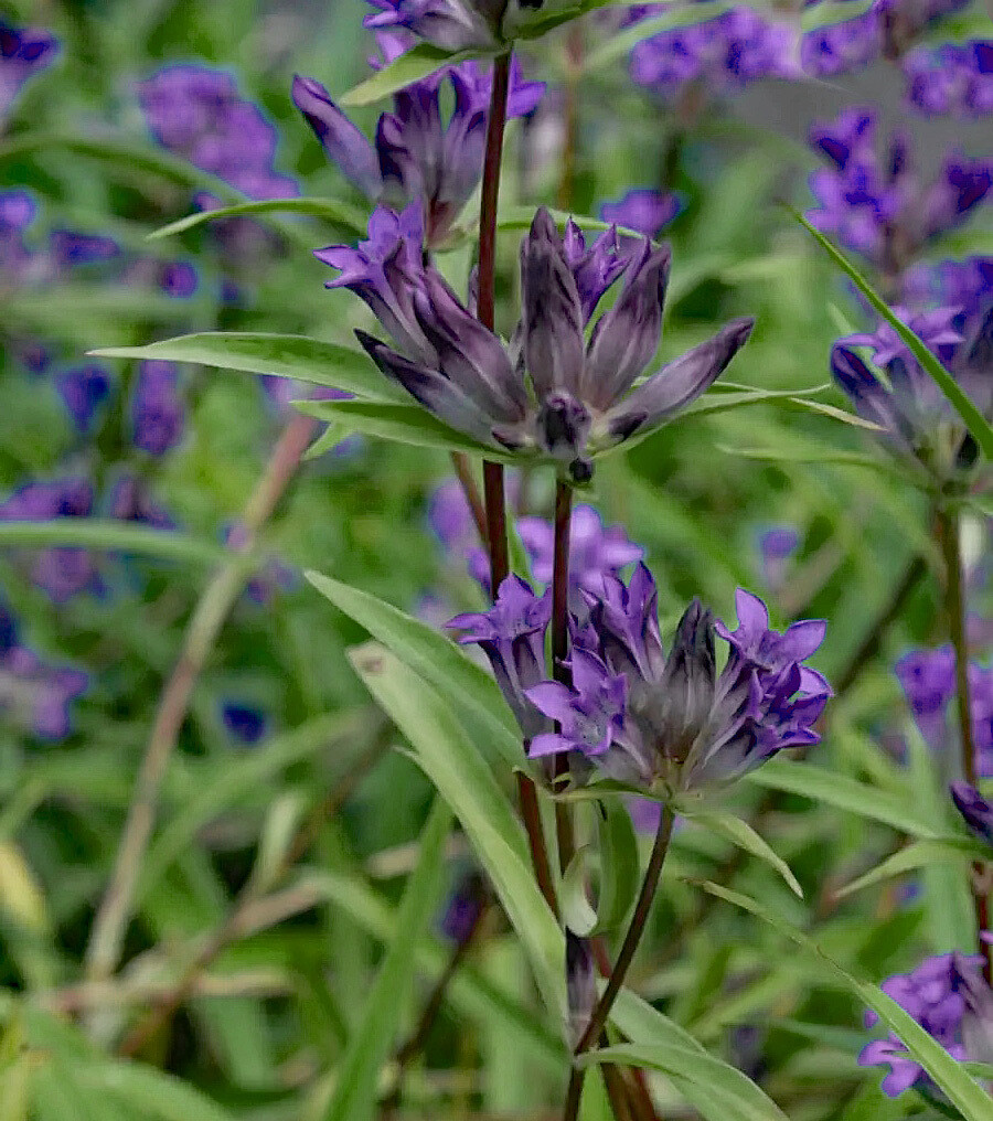 Gentiana gracilipes