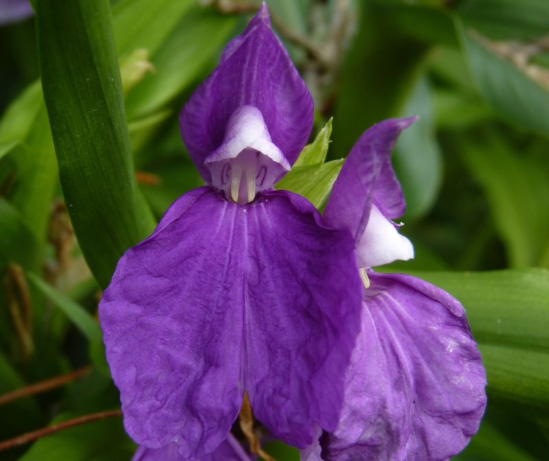 Roscoea Auriculata.
