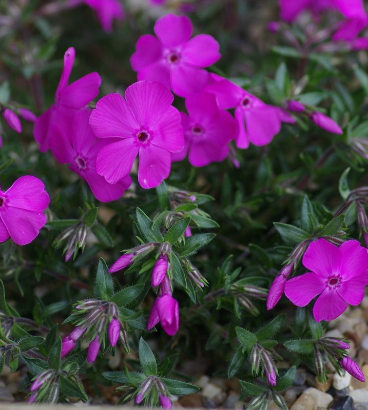 Phlox subulata &#39;McDaniels Cushion&#39;