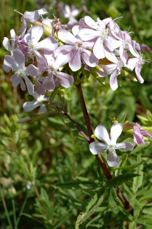 Saponaria officinalis
