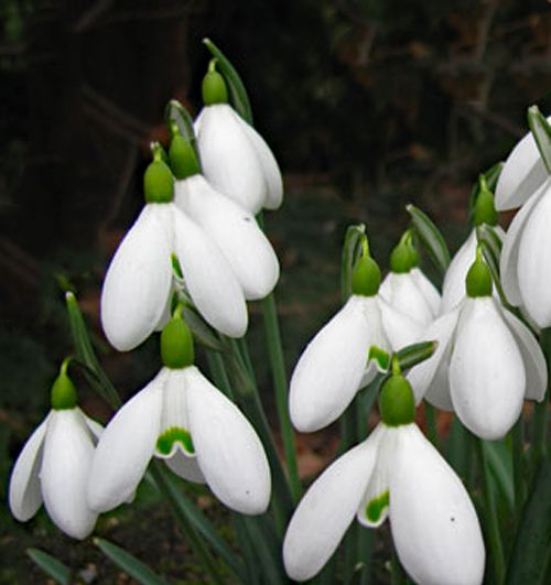 Galanthus &#39;Sam Arnott&quot;