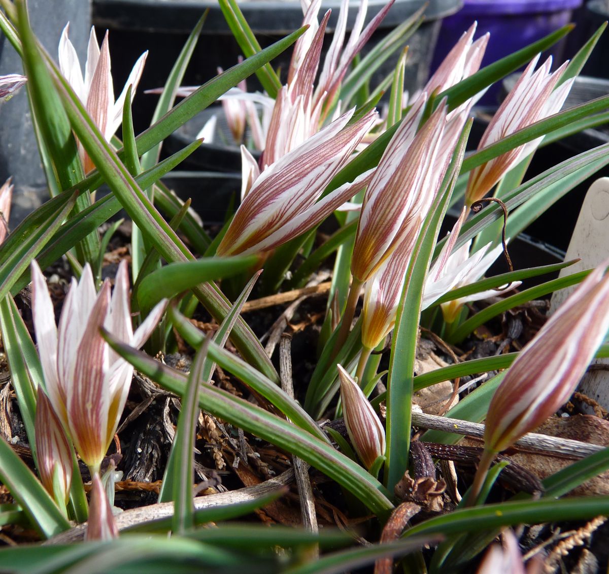 Tulipa amana edulis