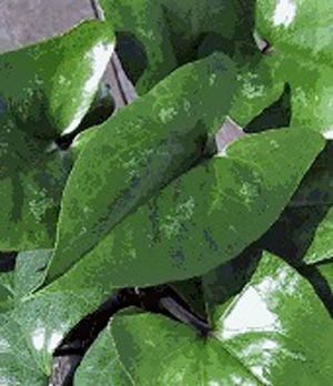 Asarum delavayi  &#39;Sichuan Splendour&#39;