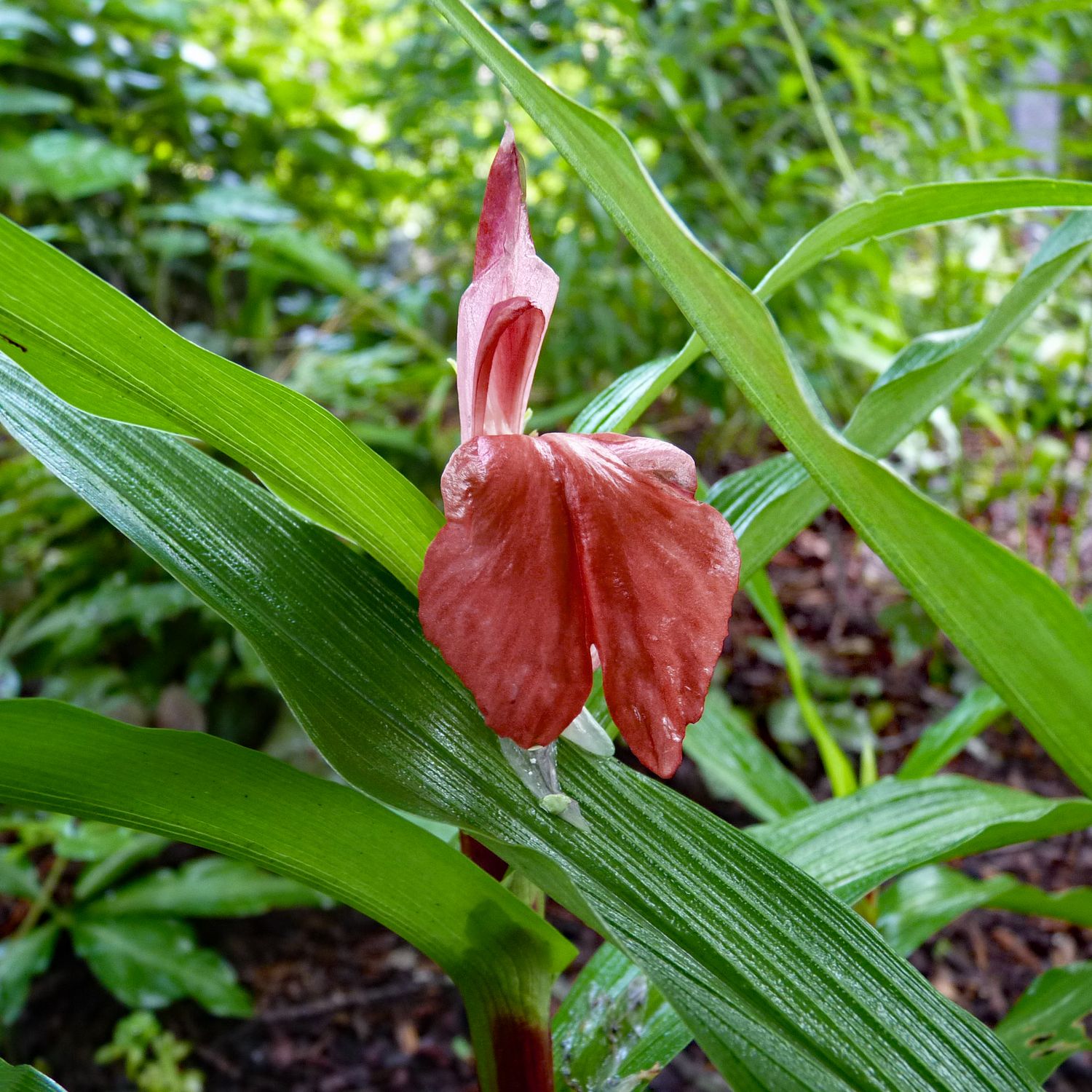 Roscoea purpurea f. rubra &#39;Syn &#39;Red Gurkha&#39;