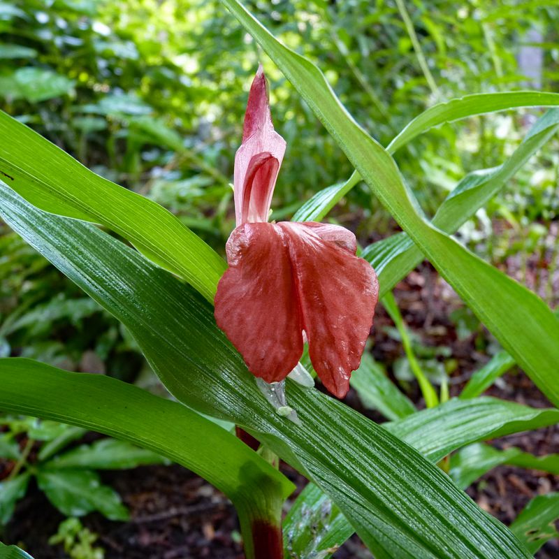 Roscoea purpurea f. rubra &#39;Syn &#39;Red Gurkha&#39;