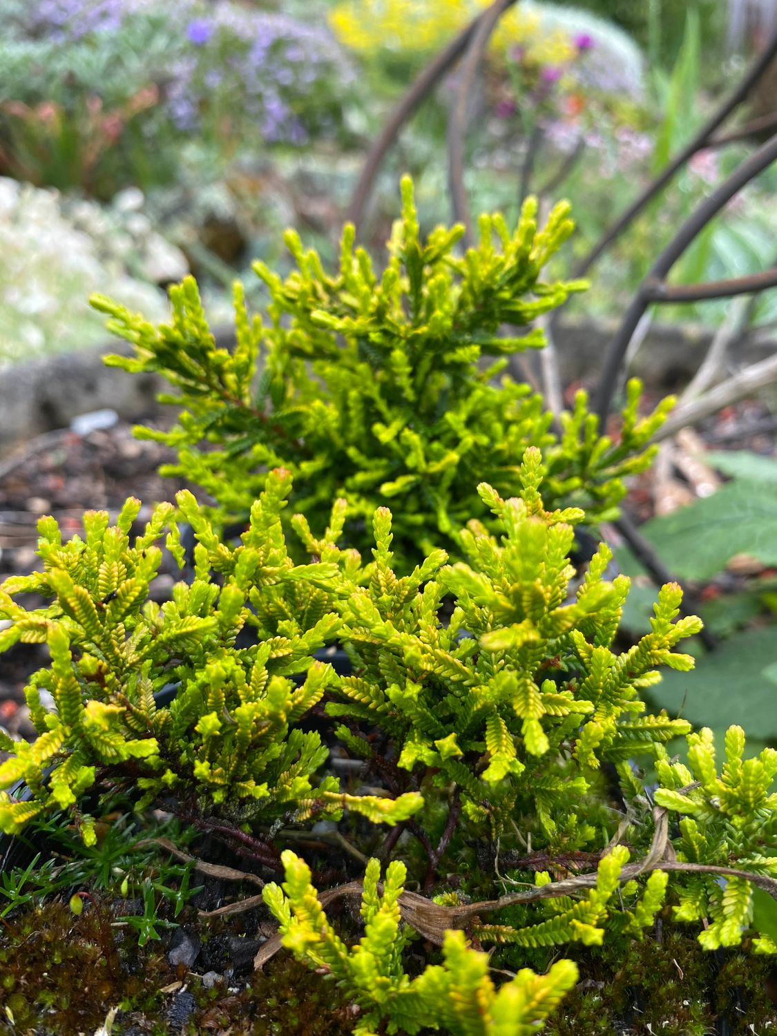 Calluna &#39;Bud Lyle&#39;