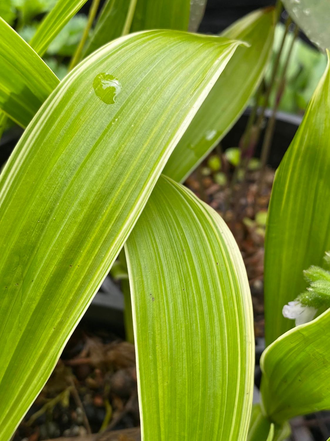Bletilla striata var japonica f. gebina variegata