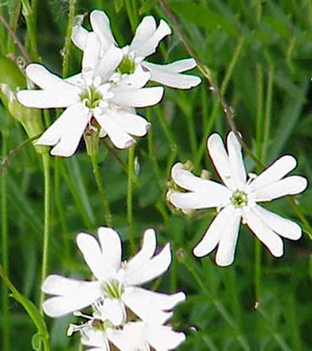 Silene saxifraga