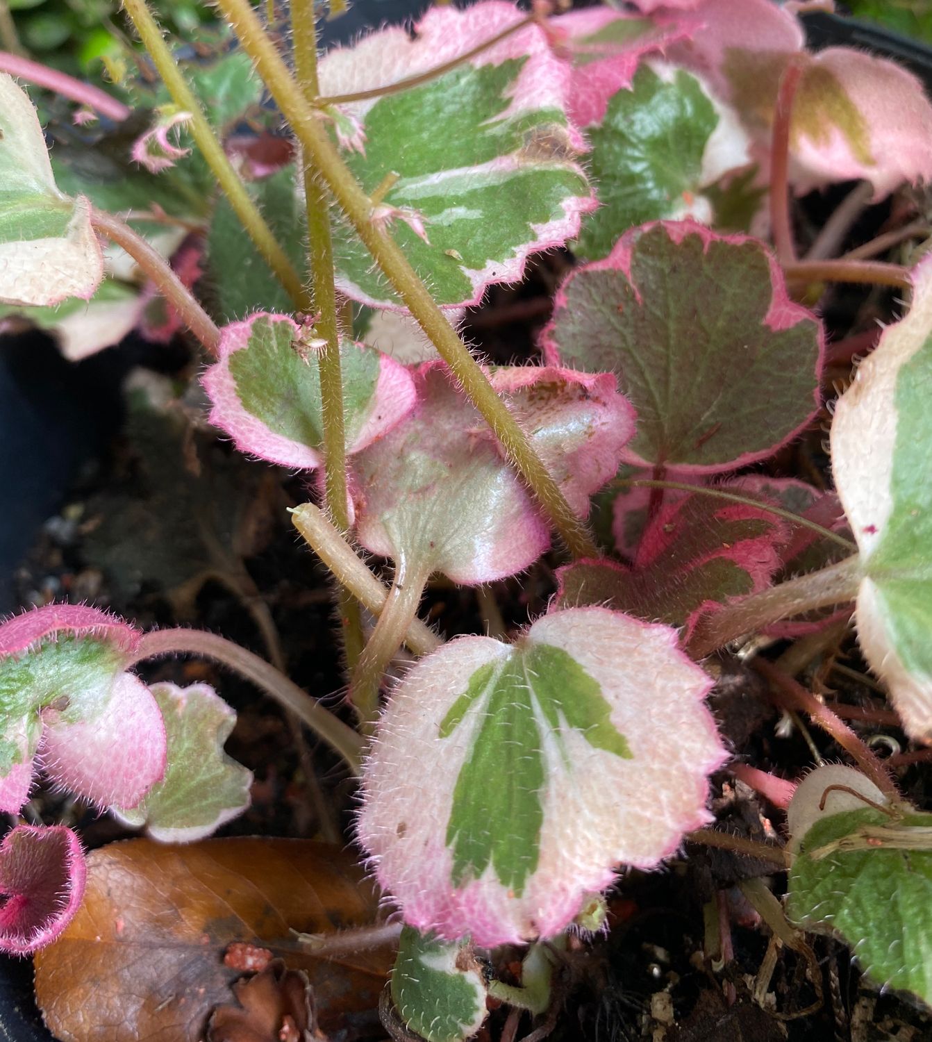 Saxifraga stolonifera tricolor