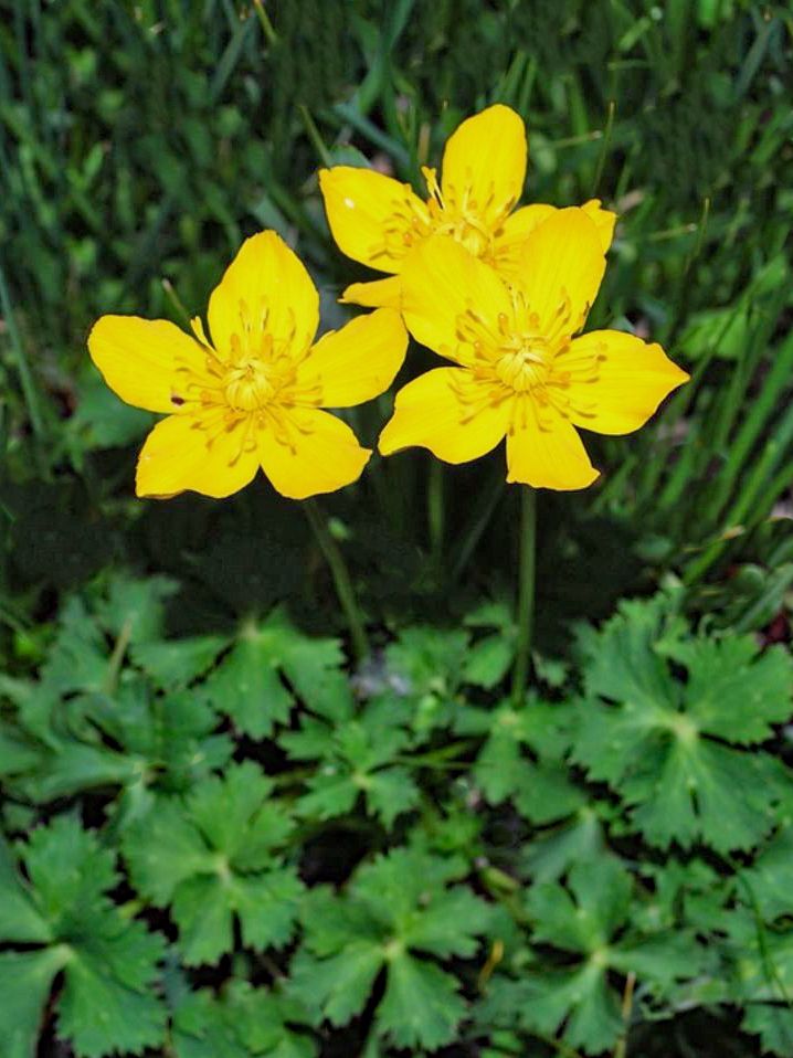 Trollius farreri