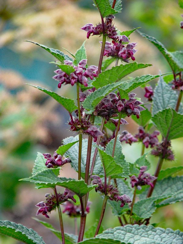 Phlomis atropurpurea  (Photo by Peganum)
