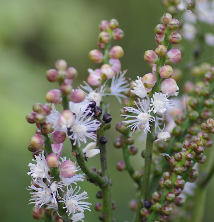 Actaea japonica &#39;Cheju-do&#39;