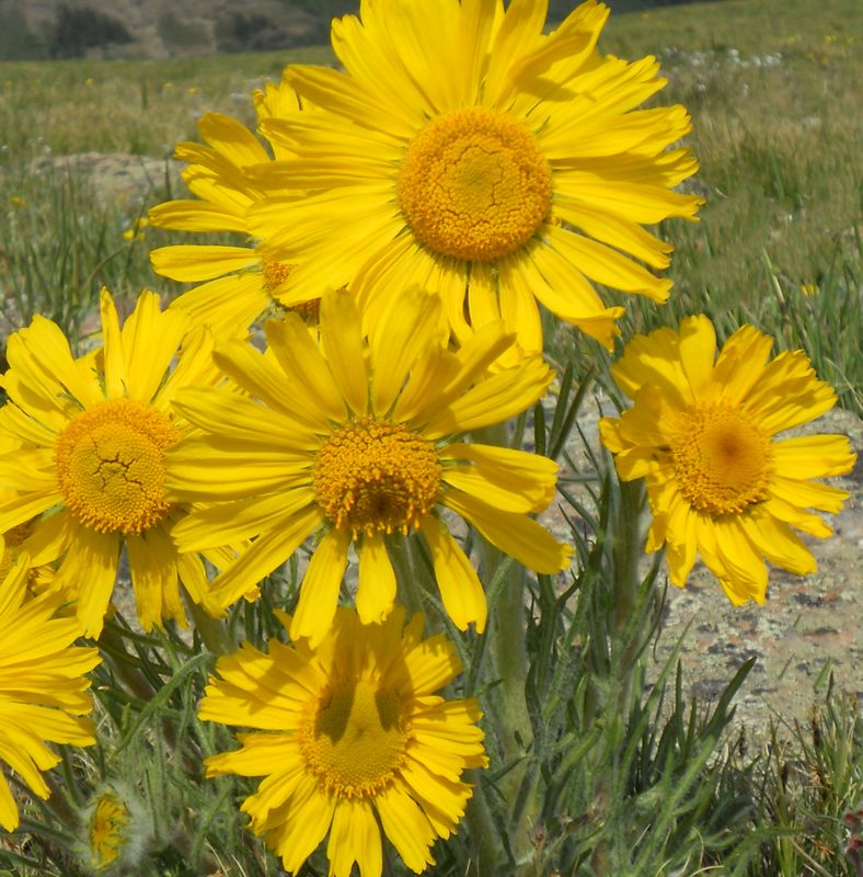 Hymenoxys grandiflora