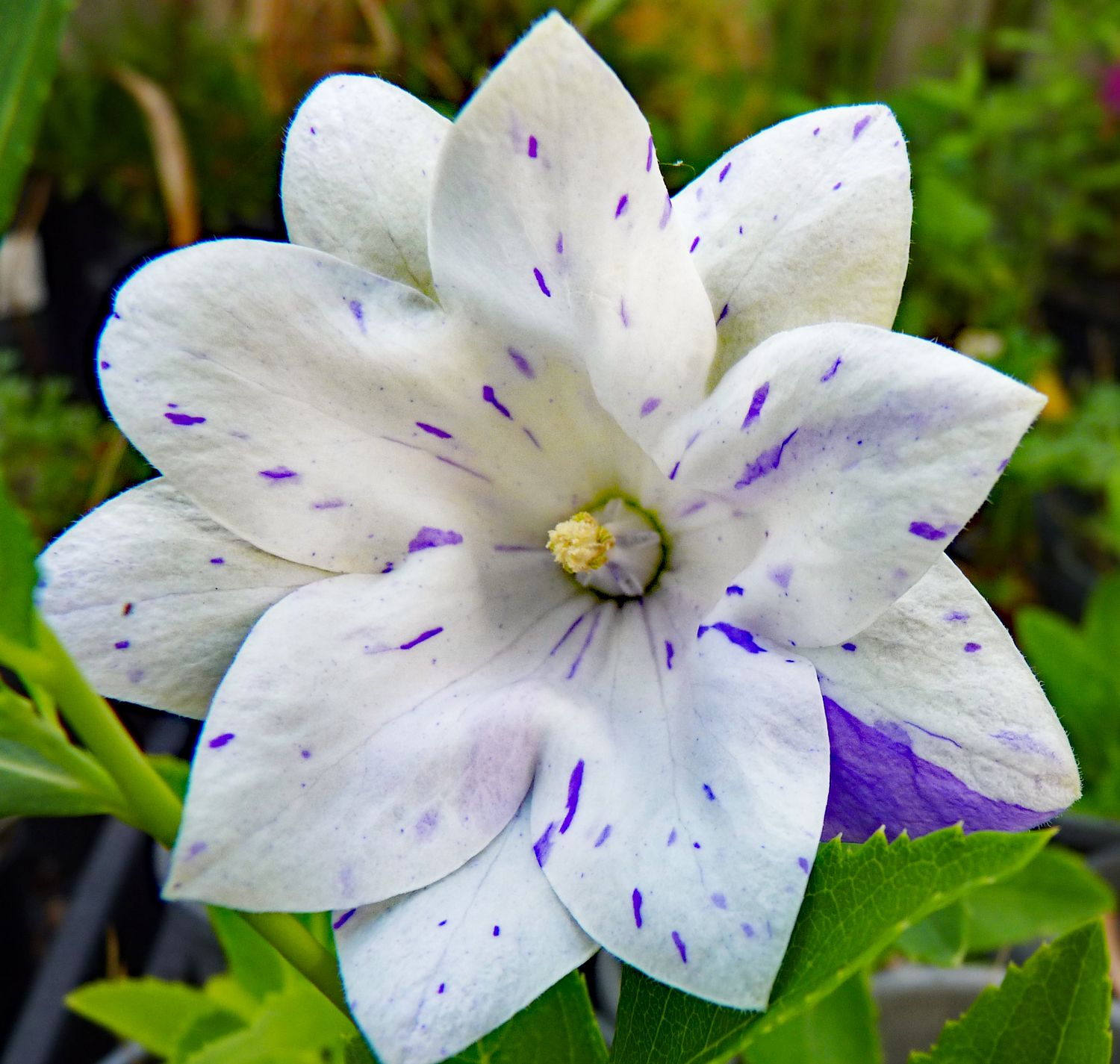 Platycodon grandiflorus &#39;Splashed &amp; Speckled&#39;