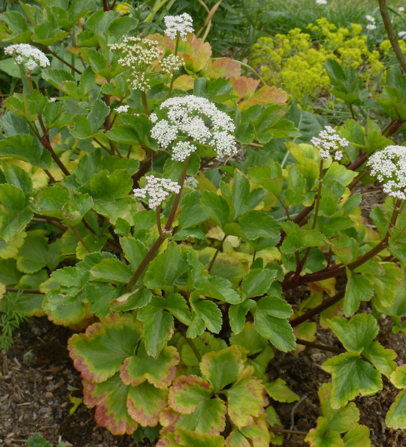 Ligusticum scoticum  (Photo by Peganum)