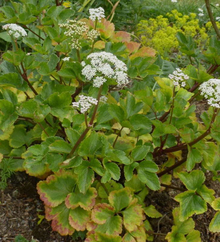 Ligusticum scoticum  (Photo by Peganum)