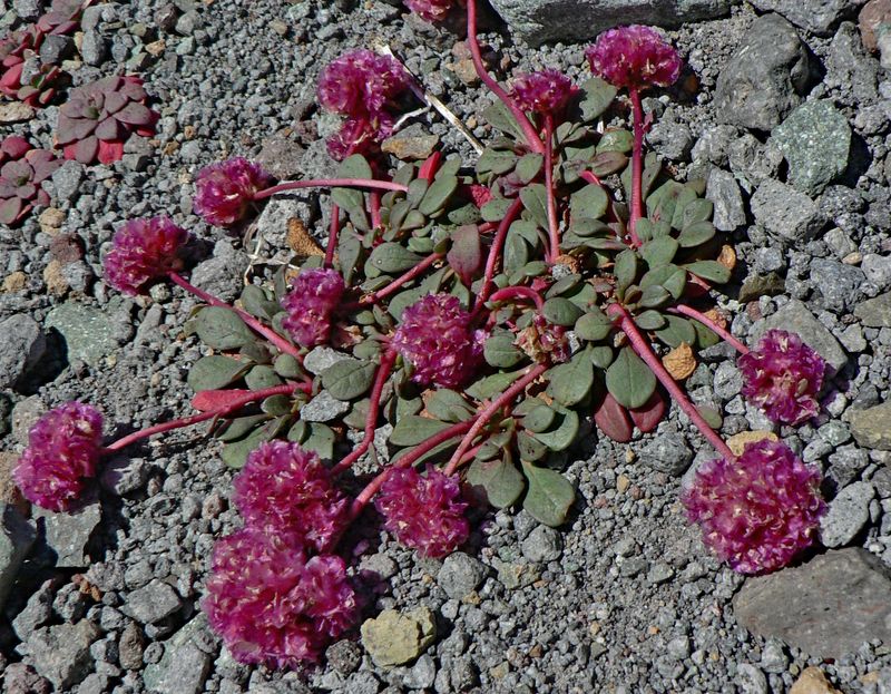 Calyptridium umbellatum (Photo Walter Siegmund)