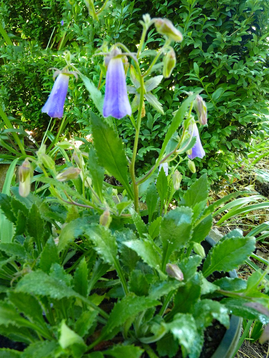 Symphyandra wanneri