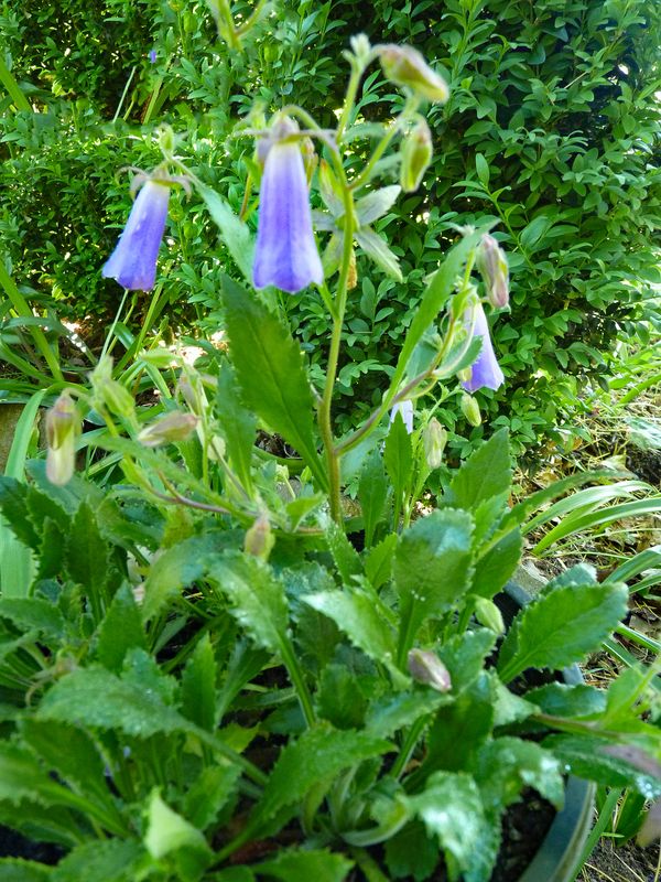 Symphyandra wanneri