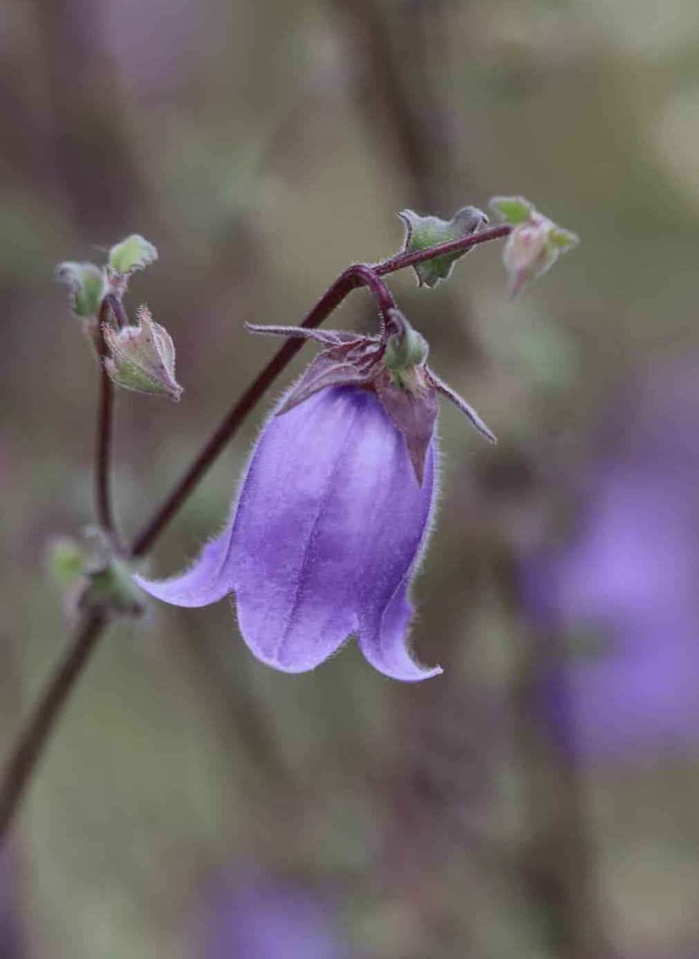 Symphyandra zanzegura