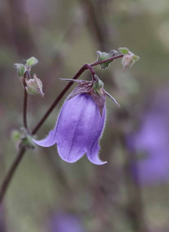 Symphyandra zanzegura