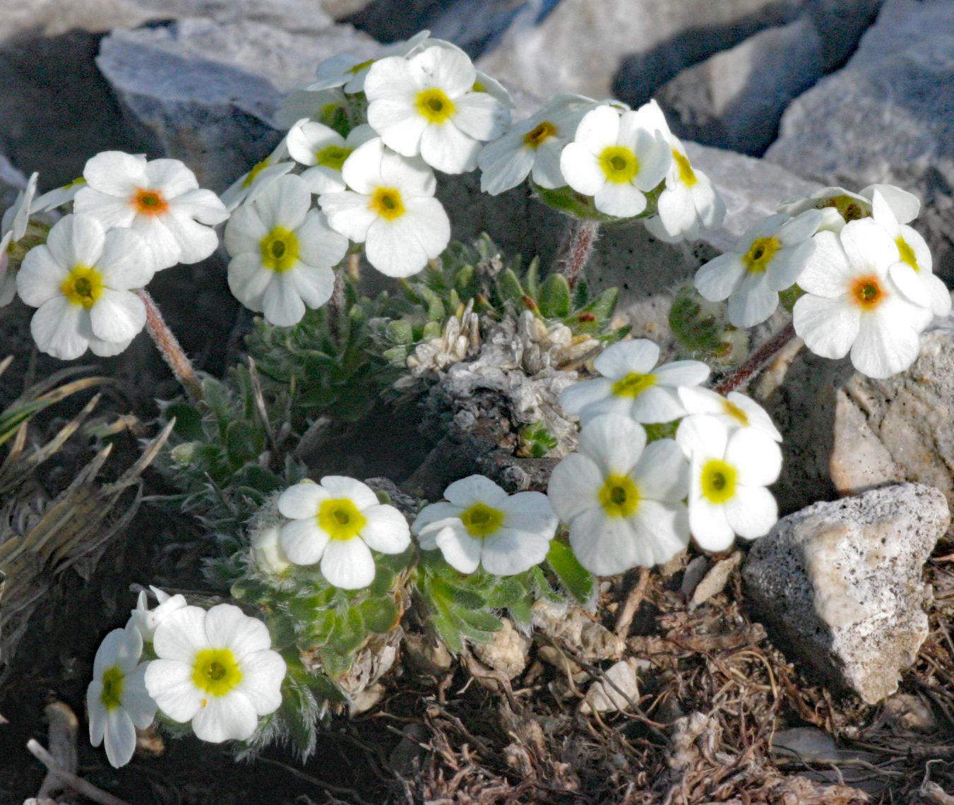 Androsace villosa