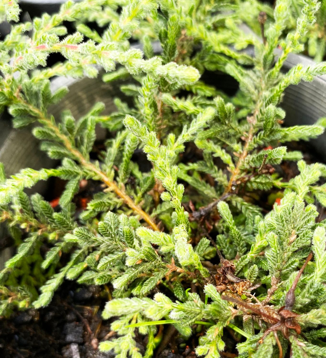 Calluna &#39;Silver Cloud&#39;