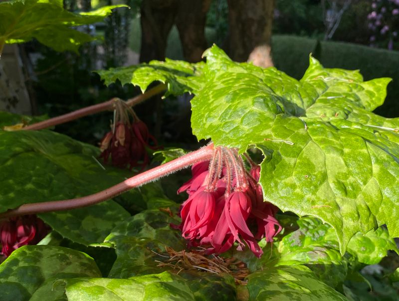 Podophyllum &#39;Spotty Dotty&#39;