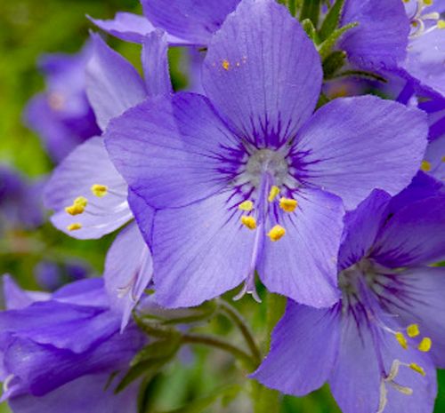 Polemonium kiushianum