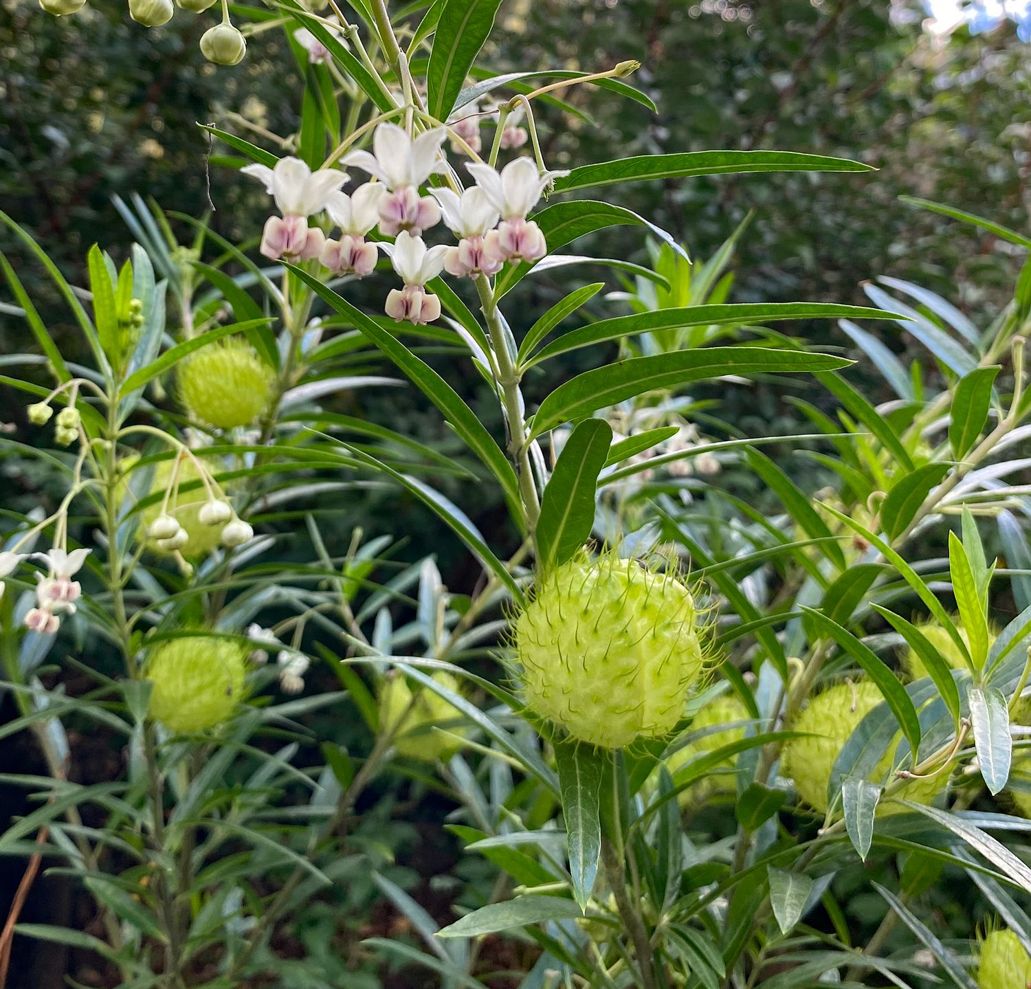 Asclepias physocarpa  (Not for Qld)