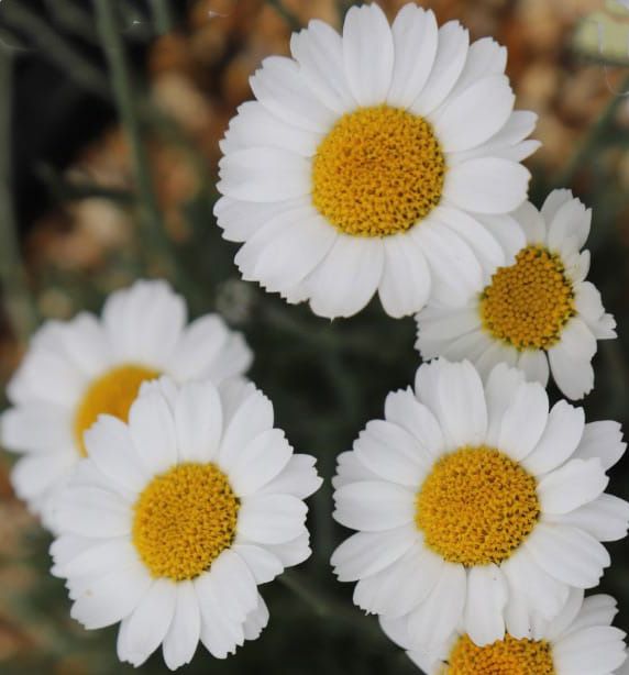 Leucanthemum x superbum Nanus &#39;Dwarf Snow Lady&#39;