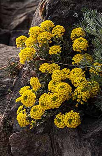 Alyssum montanum 'Tekara'